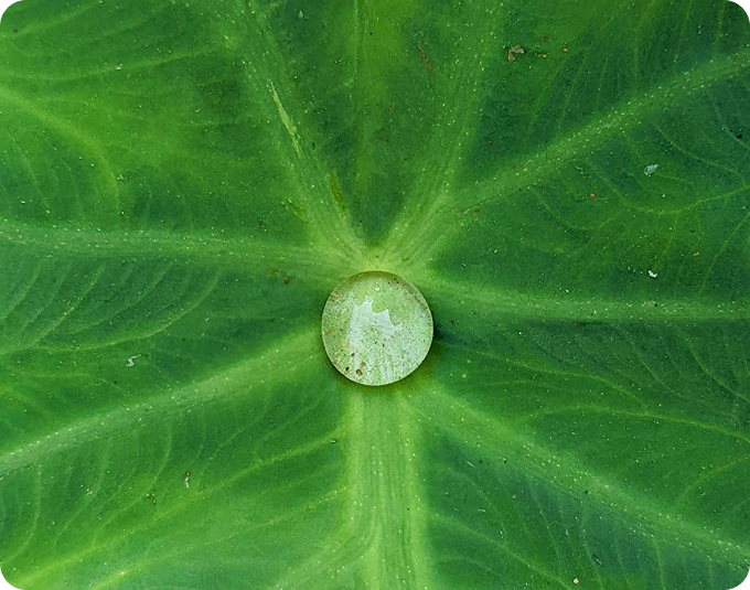 ¿Por qué es importante para el futuro?